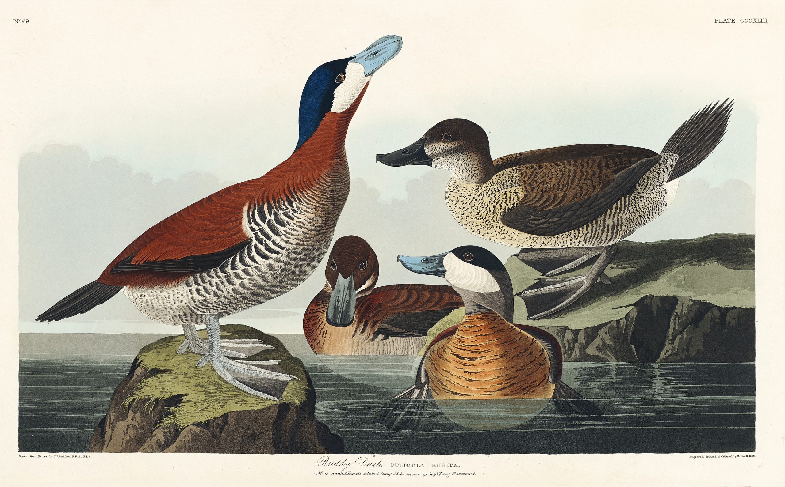 Ruddy Duck from Birds of America (1827) by John James Audubon, etched by William Home Lizars. Original from University of Pittsburg. Digitally enhanced by rawpixel.