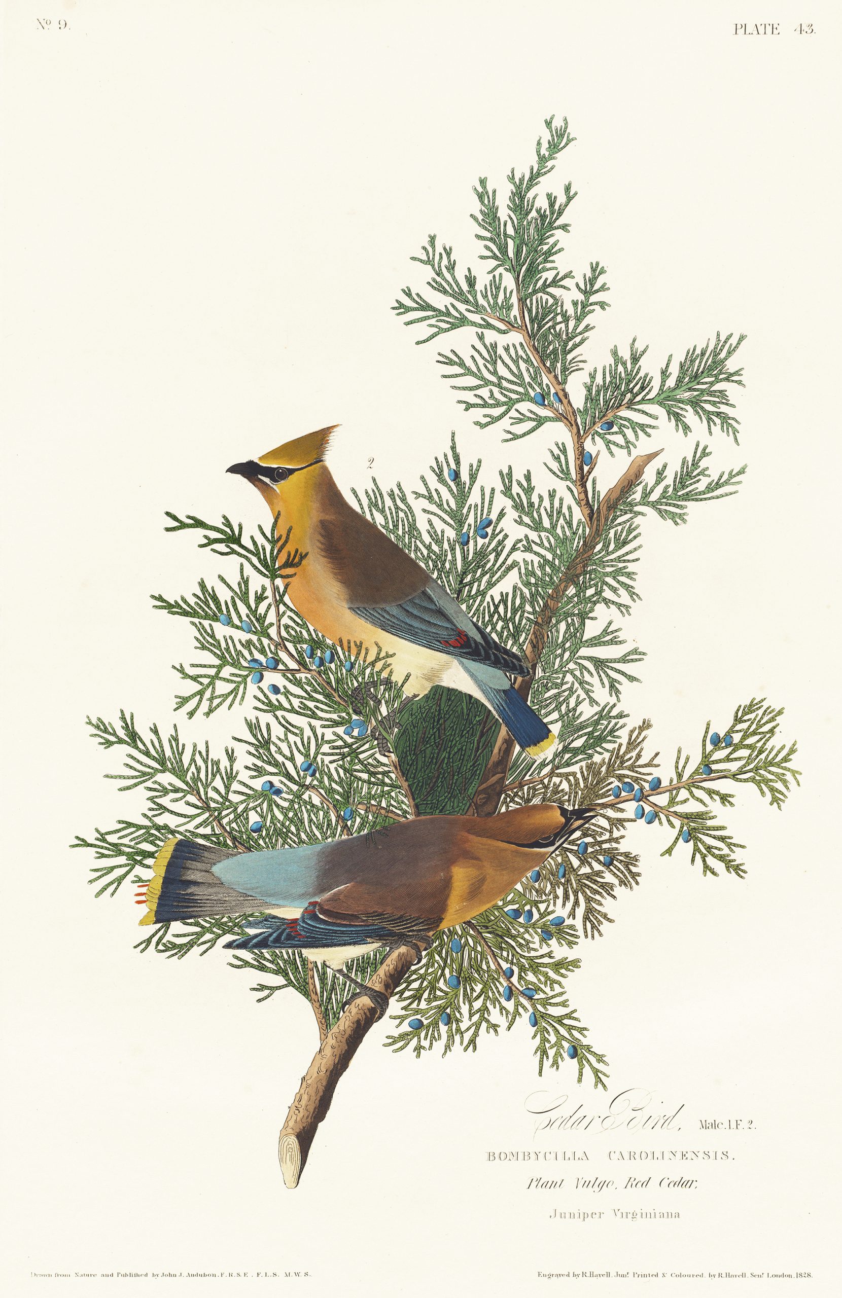 Cedar Bird in green tree