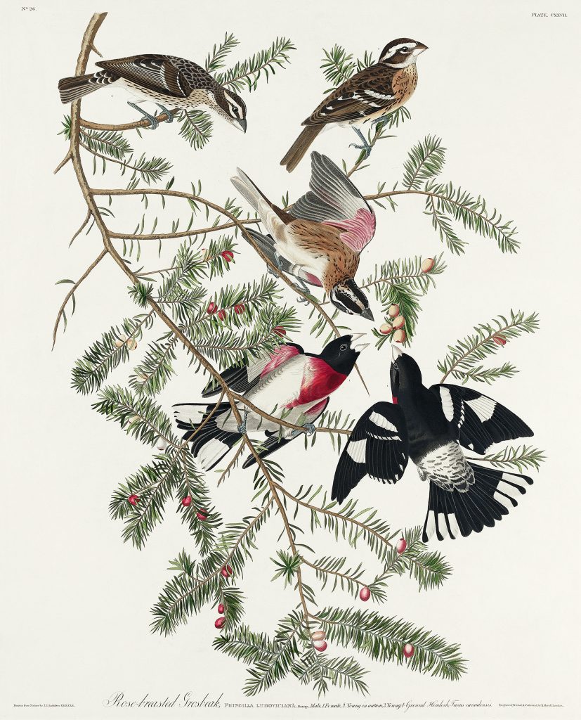 Rose-breasted Grosbeaks in green tree